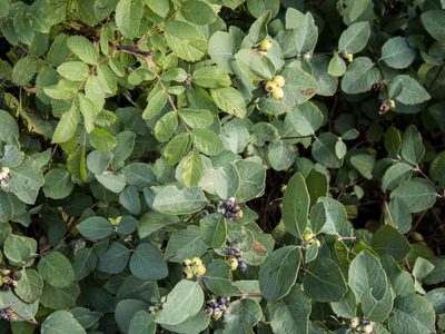 Symphoricarpos occidentalis, photographed by Fotojunkie8’s
