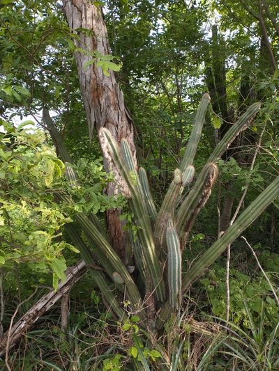 Pilosocereus purpusii, photographed by Juan Cruzado Cortés