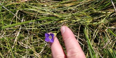 Gentianopsis virgata, photographed by Jeff D Hansen