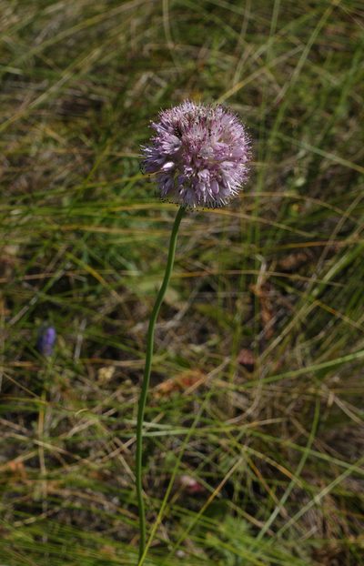 Allium lineare, photographed by Oleg Kosterin