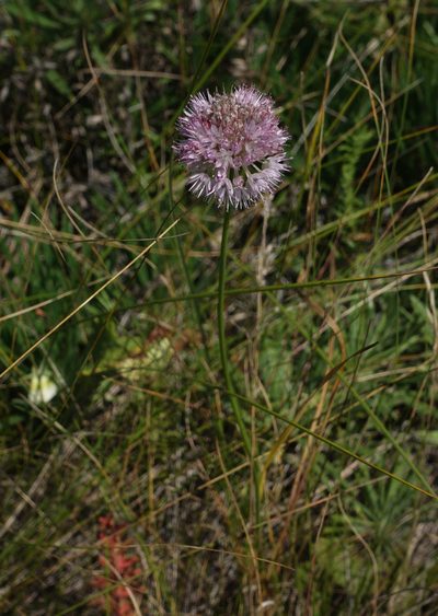 Allium lineare, photographed by Oleg Kosterin