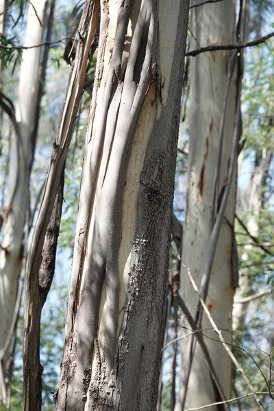 Eucalyptus elata, photographed by Max Campbell