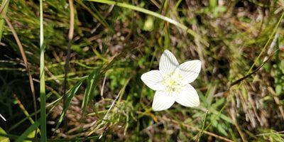 Parnassia glauca, photographed by Jeff D Hansen