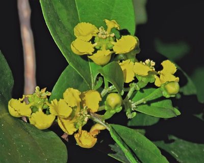 Callaeum psilophyllum, photographed by Hugo Hulsberg