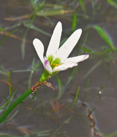 Zephyranthes minima, photographed by Hugo Hulsberg
