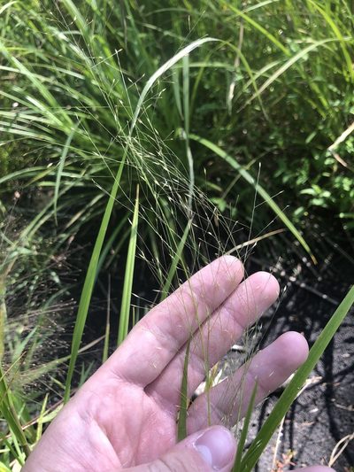 Panicum flexile, photographed by John Kees