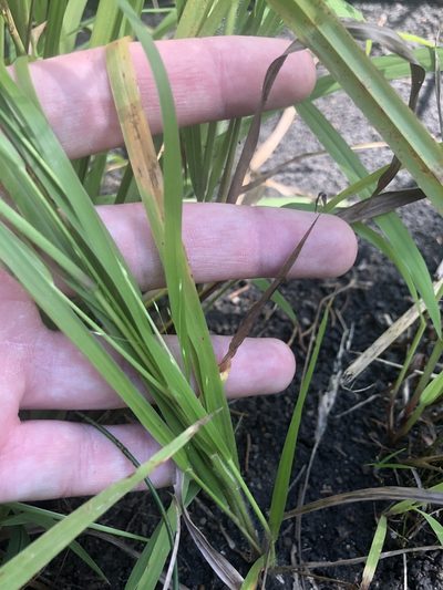 Panicum flexile, photographed by John Kees