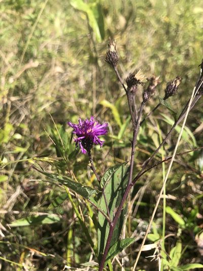 Vernonia glauca, photographed by John Kees
