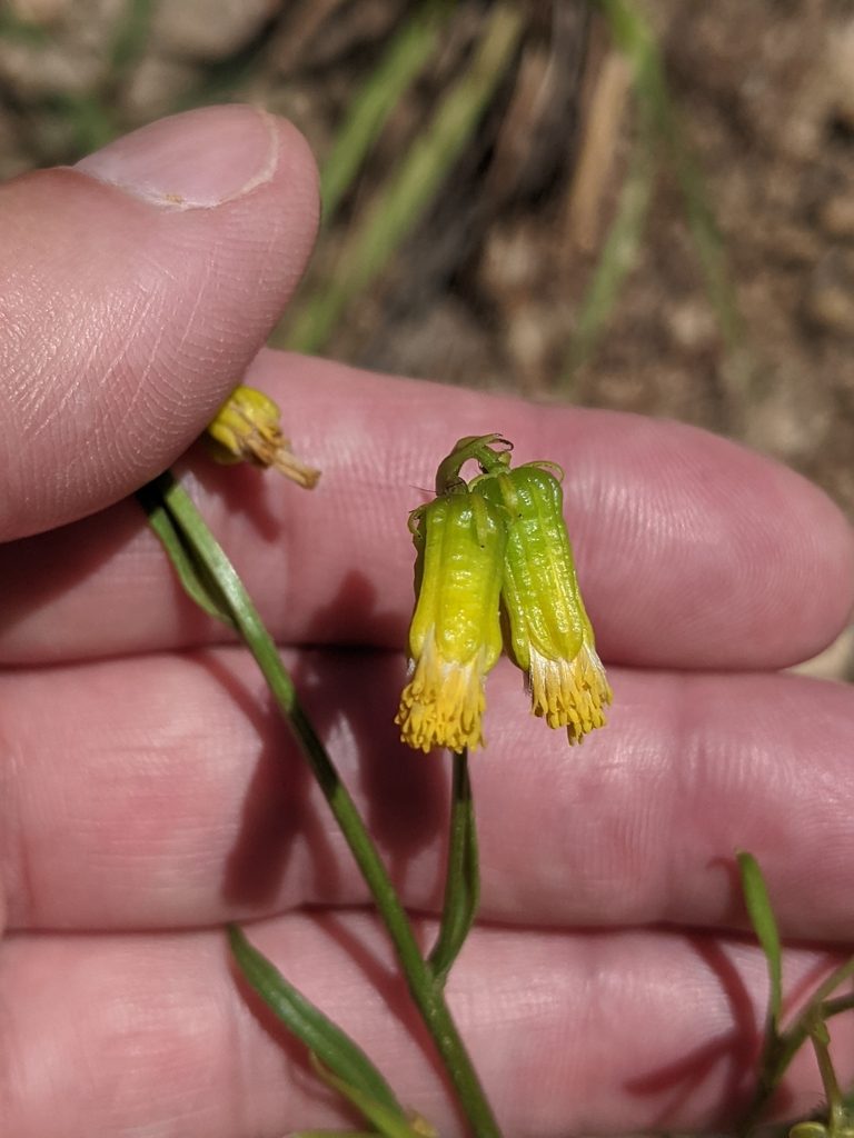 Senecio pudicus, photographed by Alan Prather