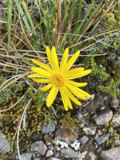 Dorobaea pimpinellifolia, photographed by Frances Oliver