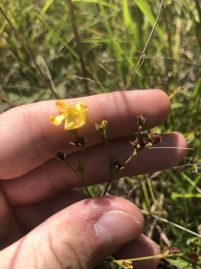 Hypericum virgatum, photographed by John Kees
