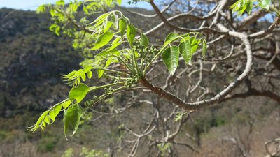 Entandrophragma caudatum, photographed by Ryan van Huyssteen