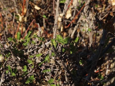 Bridgesia incisifolia, photographed by Nicolás Lavandero