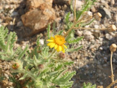 Senecio adenotrichius, photographed by Nicolás Lavandero