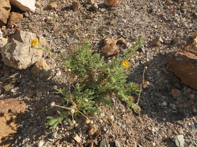 Senecio adenotrichius, photographed by Nicolás Lavandero
