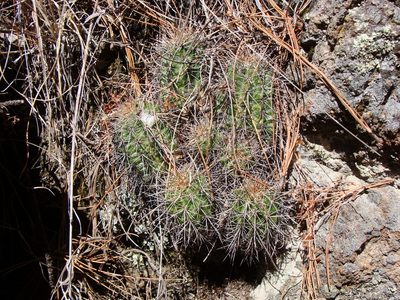 Echinocereus polyacanthus, photographed by Alejandro Sigala Chávez