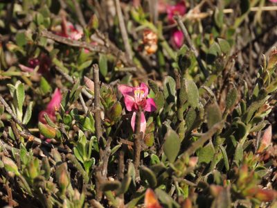 Krameria cistoidea, photographed by Nicolás Lavandero