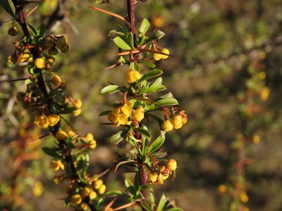 Berberis glomerata, photographed by Nicolás Lavandero