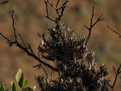 Tillandsia virescens, photographed by Nicolás Lavandero