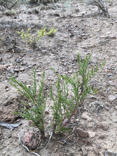 Astragalus multiflorus, photographed by Cecelia Alexander