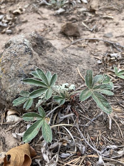 Potentilla bicrenata, photographed by Cecelia Alexander