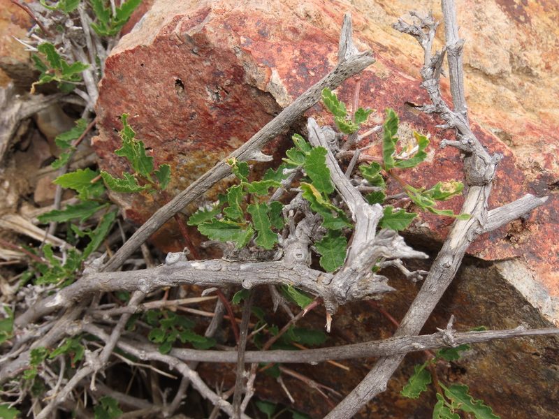 Bridgesia incisifolia, photographed by Nicolás Lavandero