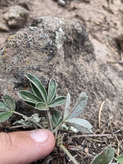 Potentilla bicrenata, photographed by Cecelia Alexander