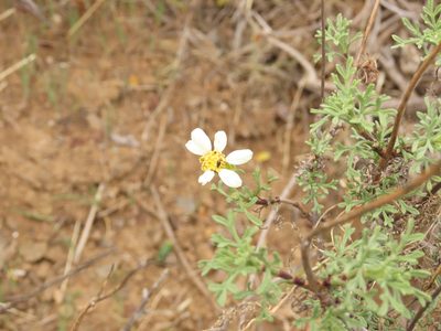 Bahia ambrosioides, photographed by Nicolás Lavandero