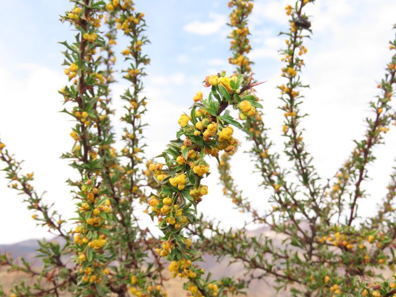 Berberis glomerata, photographed by Nicolás Lavandero