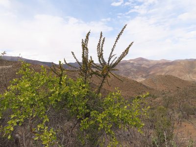 Berberis glomerata, photographed by Nicolás Lavandero