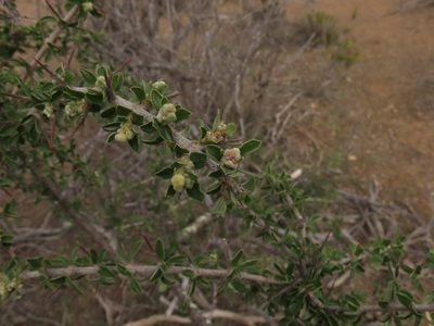Trevoa quinquenervia, photographed by Nicolás Lavandero