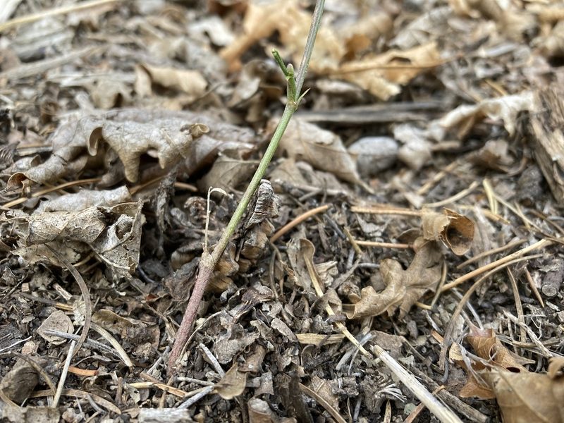 Astragalus ripleyi, photographed by Cecelia Alexander