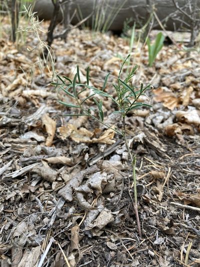 Astragalus ripleyi, photographed by Cecelia Alexander