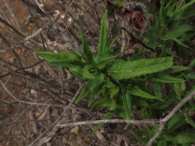 Aristeguietia salvia, photographed by Nicolás Lavandero