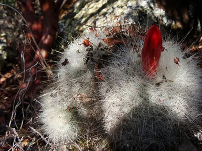 Mammillaria senilis, photographed by Alejandro Sigala Chávez