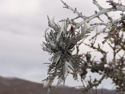 Tillandsia virescens, photographed by Nicolás Lavandero