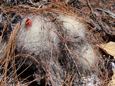 Mammillaria senilis, photographed by Alejandro Sigala Chávez