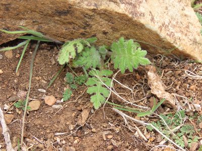 Moscharia pinnatifida, photographed by Nicolás Lavandero