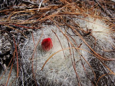 Mammillaria senilis, photographed by Alejandro Sigala Chávez