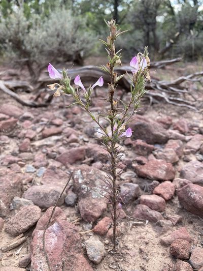 Orthocarpus purpureoalbus, photographed by Cecelia Alexander