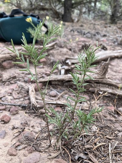 Astragalus multiflorus, photographed by Cecelia Alexander