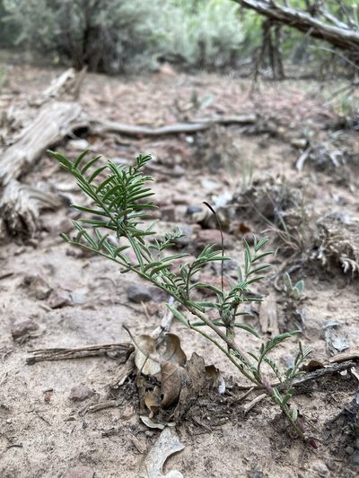 Astragalus multiflorus, photographed by Cecelia Alexander