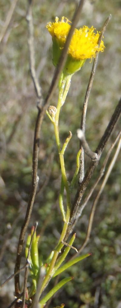 Senecio leptophyllus, photographed by Nicola van Berkel
