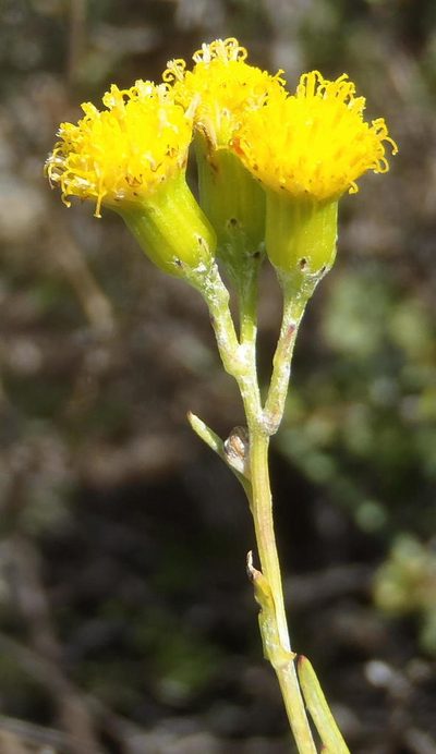 Senecio leptophyllus, photographed by Nicola van Berkel
