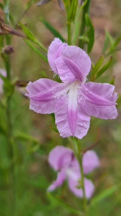 Coopernookia barbata, photographed by Vale Jenny Conolly