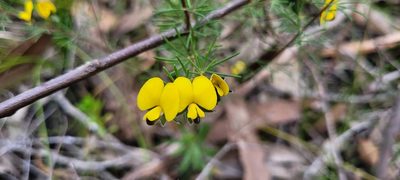 Gompholobium grandiflorum, photographed by Eamonn Culhane