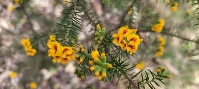 Dillwynia sieberi, photographed by Eamonn Culhane