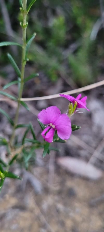 Mirbelia speciosa, photographed by Eamonn Culhane