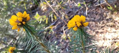 Pultenaea stipularis, photographed by Eamonn Culhane