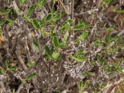 Bridgesia incisifolia, photographed by Nicolás Lavandero